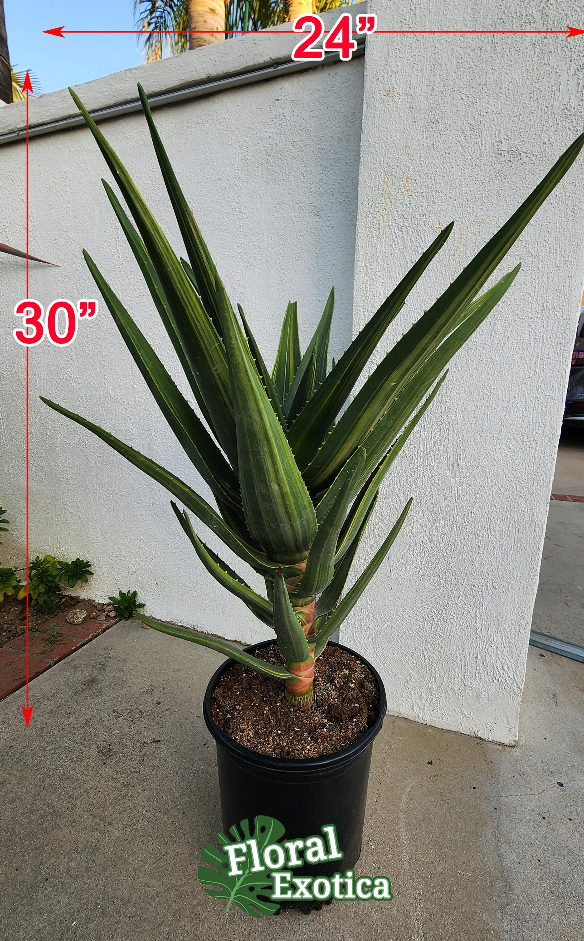 斑入りアロエ・ヘラクレス – 希少コレクター標本樹木アロエ - Etsy 日本