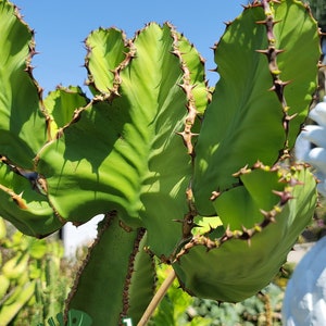 Euphorbia Cooperi Spade Shaped Euphorbia Rare Collector Euphorbia African Candelabra Free Shipping afbeelding 3