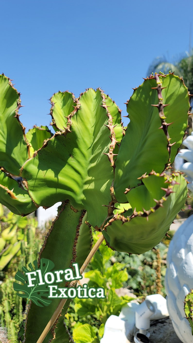 Euphorbia Cooperi Spade Shaped Euphorbia Rare Collector Euphorbia African Candelabra Free Shipping image 3