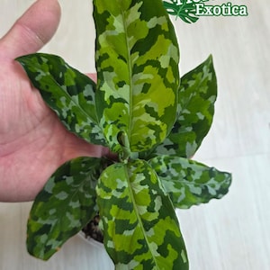 Aglaonema Pictum Tricolor - Premium Select High Color Specimen - US Seller - Fast Shipping