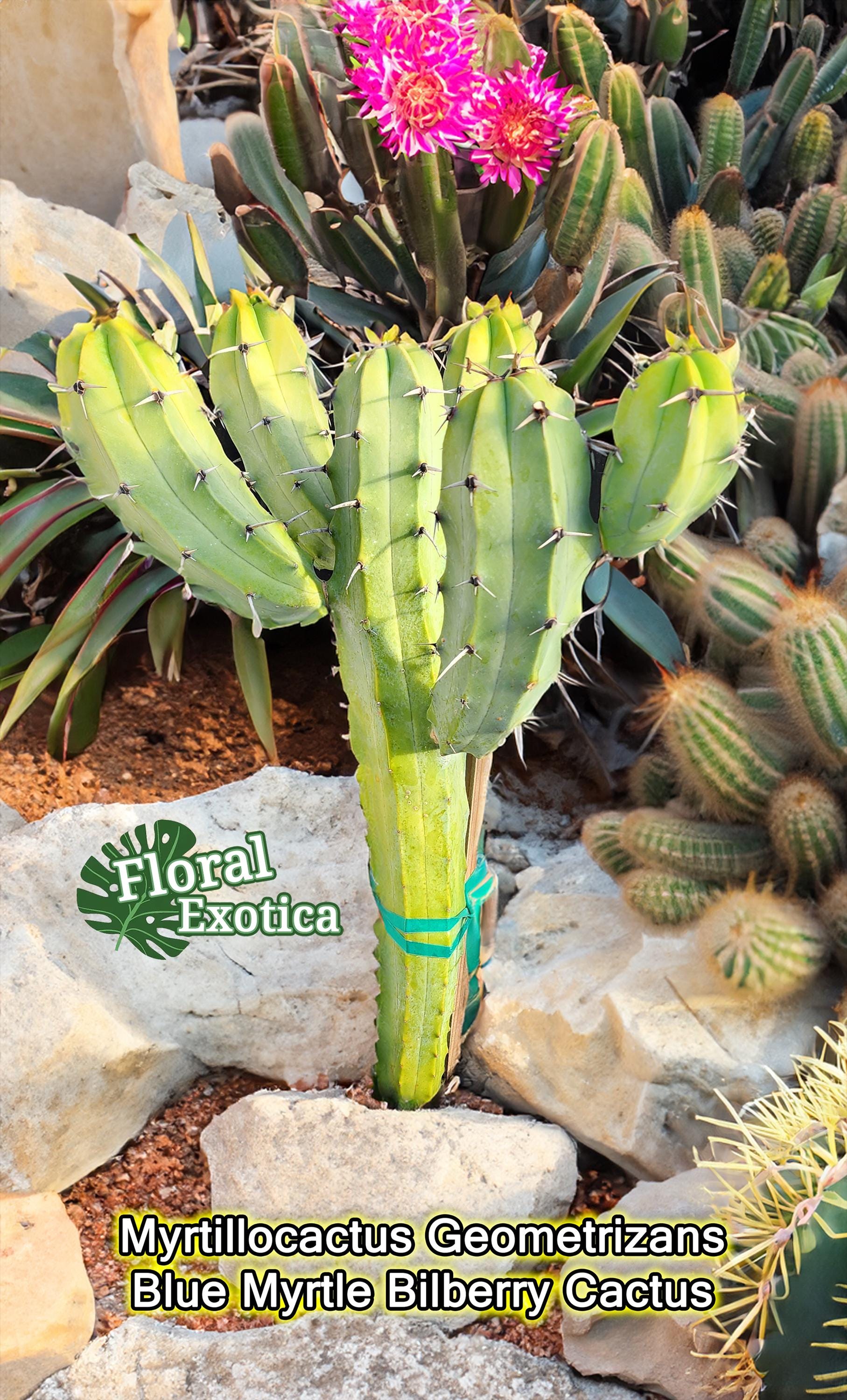 Large Blue Myrtle Cactus (myrtillocactus Geometrizans