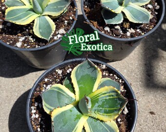 Agave Parryi Truncata 'orizaba' - アガベ パリー トランカタ