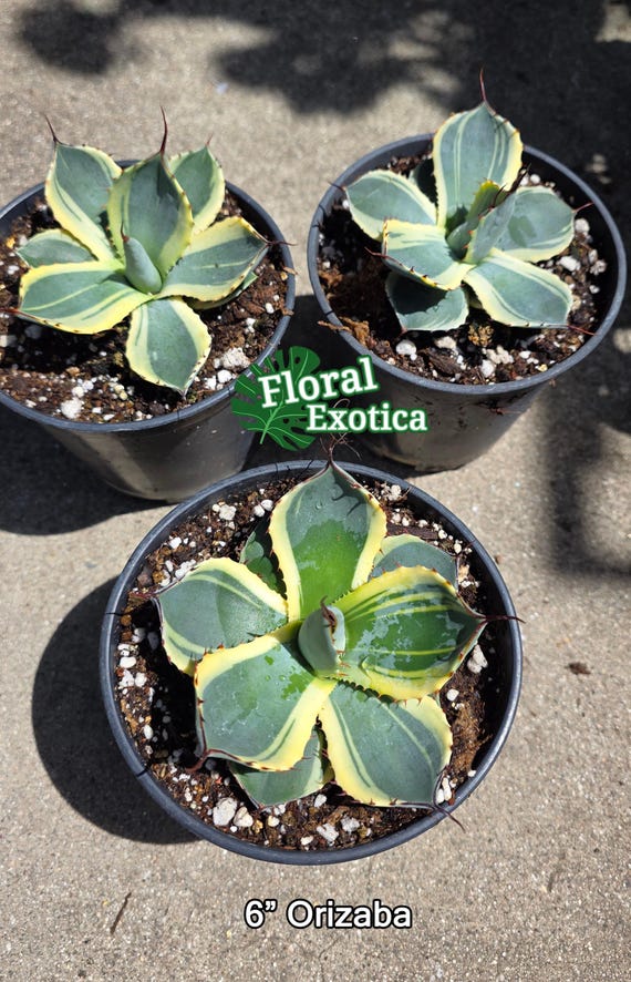 Agave Parryi Truncata 'Orizaba' - アガベ パリー トランカタ