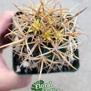 Rare Ferocactus Chrysacanthus Slow Growing Rare form with Red Core Spines Very Large Size image 7