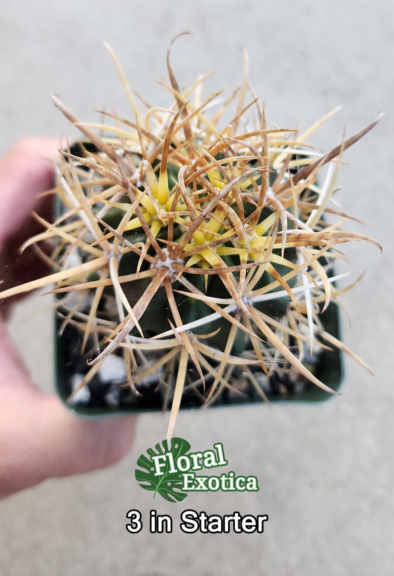 Rare Ferocactus Chrysacanthus Slow Growing Rare form with Red Core Spines Very Large Size image 7