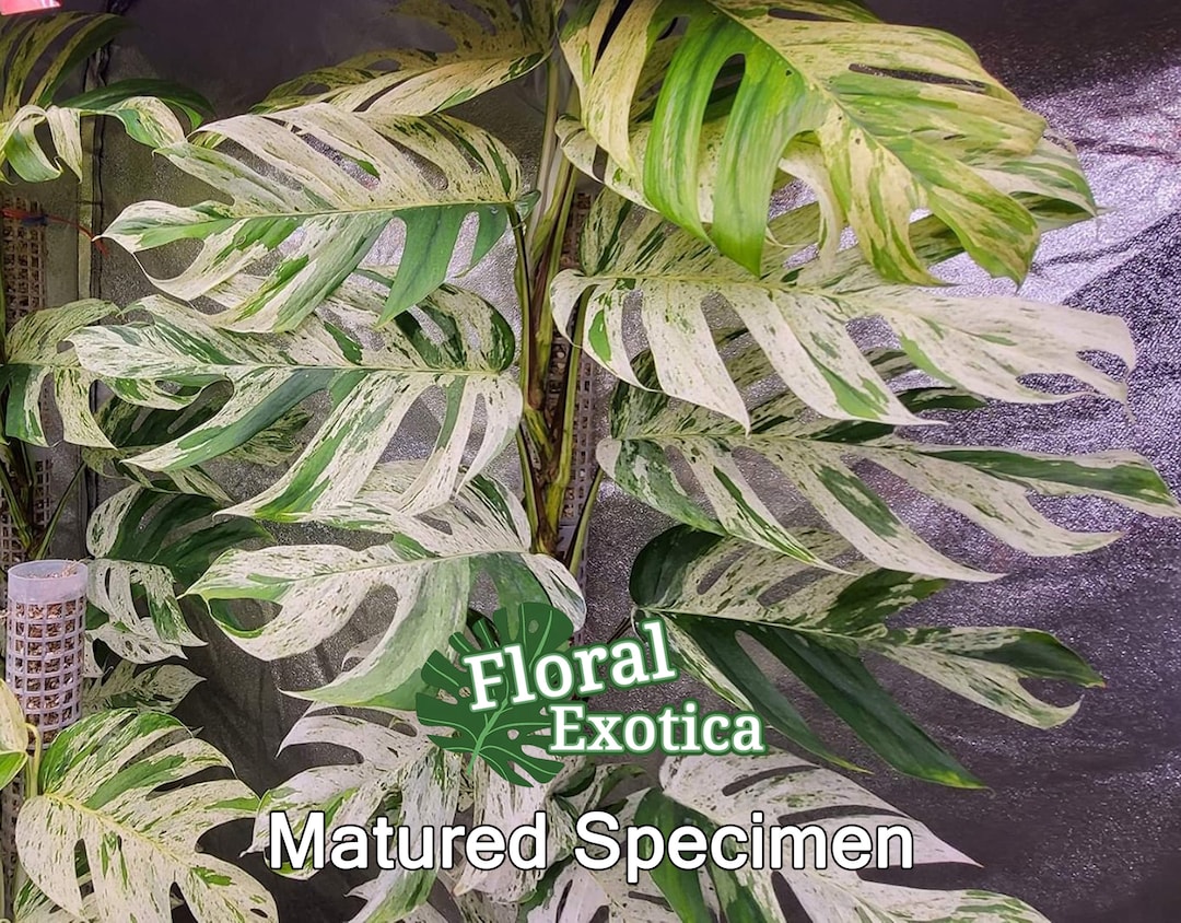 Variegated Epipremnum Pinnatum Marble Rare Epipremnum Collector Plant US  Stock 