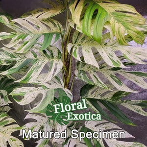 Könnte beinhalten: Eine reife Monstera-Pflanze mit großen, bunten Blättern. Die Blätter zeigen eine Mischung aus grünen und cremeweißen Mustern. Das Bild enthält den Text "Floral Exotica" und "Matured Specimen".