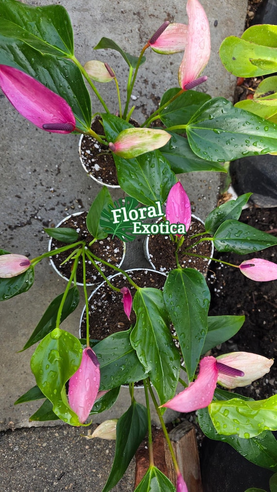 Purple Tulip Anthurium Zizou – Miniature Potted Plant - Etsy