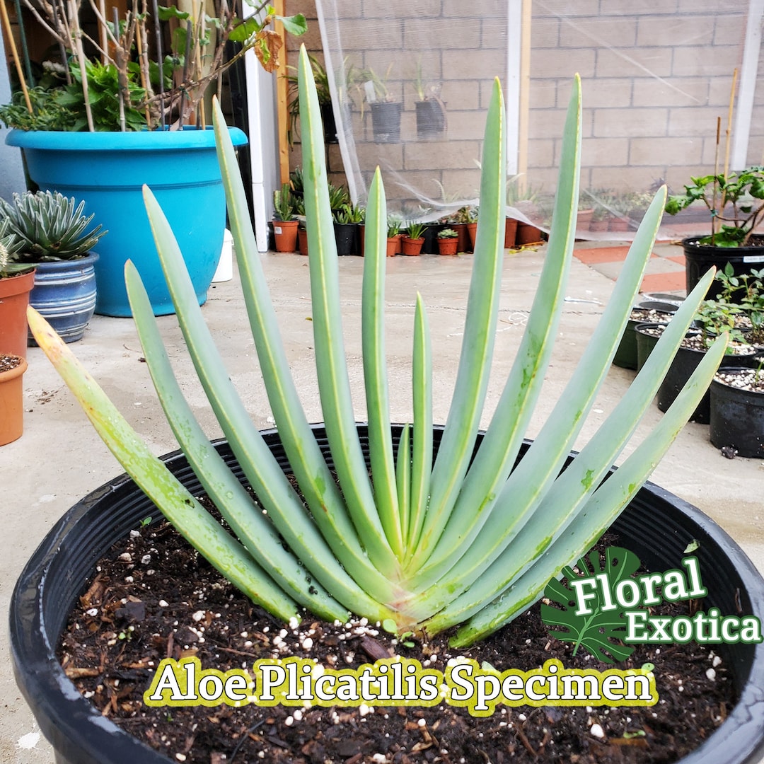アロエ プリカティリス Aloe plicatilis no.20708 |