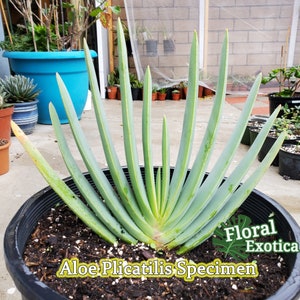 Fan Aloe Plicatilis - Display Specimen - Slow Growing Fan Aloe