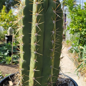 Trichocereus Terscheckii Argentine Saguaro Cardon Grande Cactus Tall Branching Columnar Cactus image 2