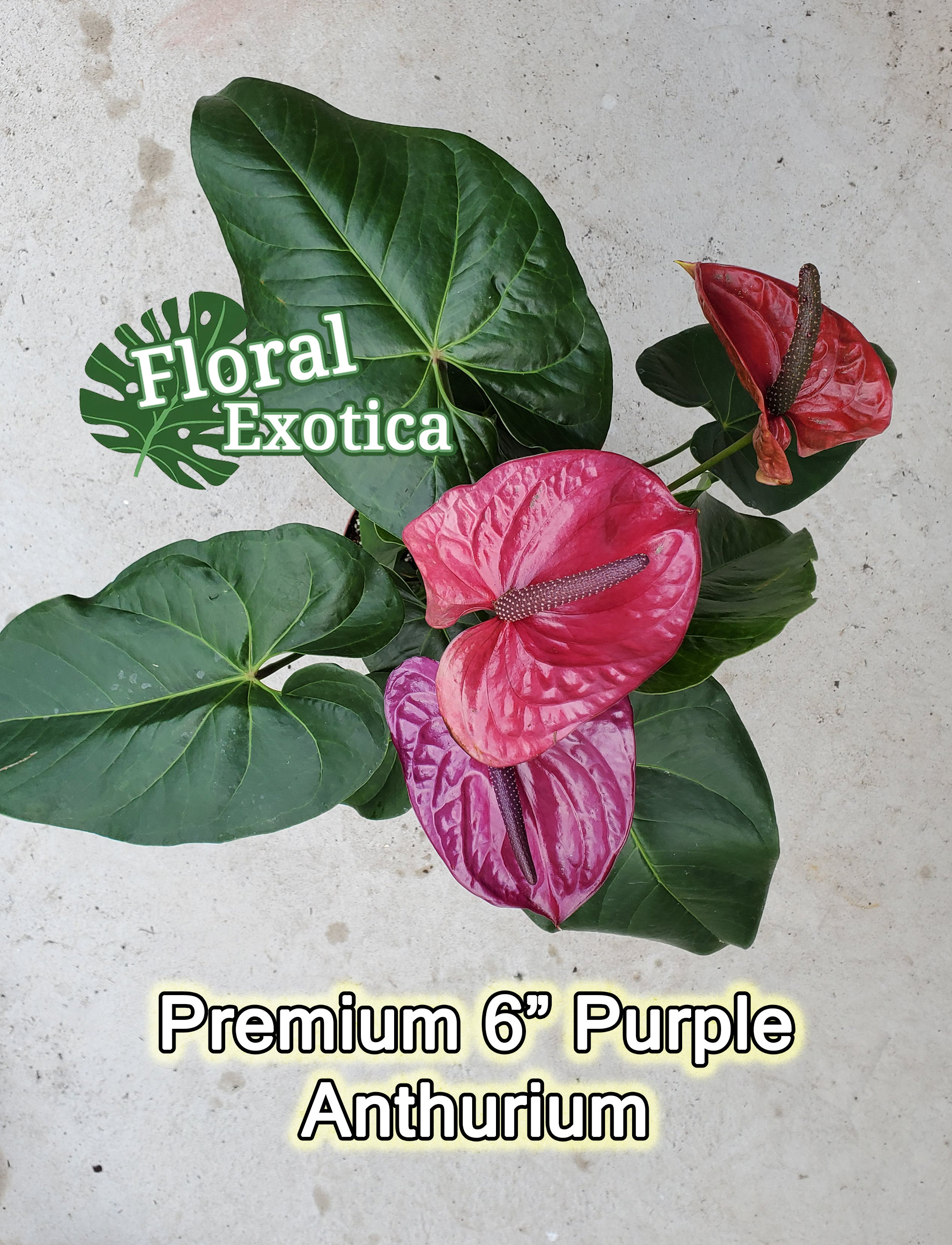 Purple Anthurium Plant - Utah - Florist Quality - Etsy