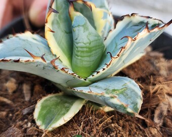 Alba Variegated Titanota Black and Blue - チタノタ ブルー