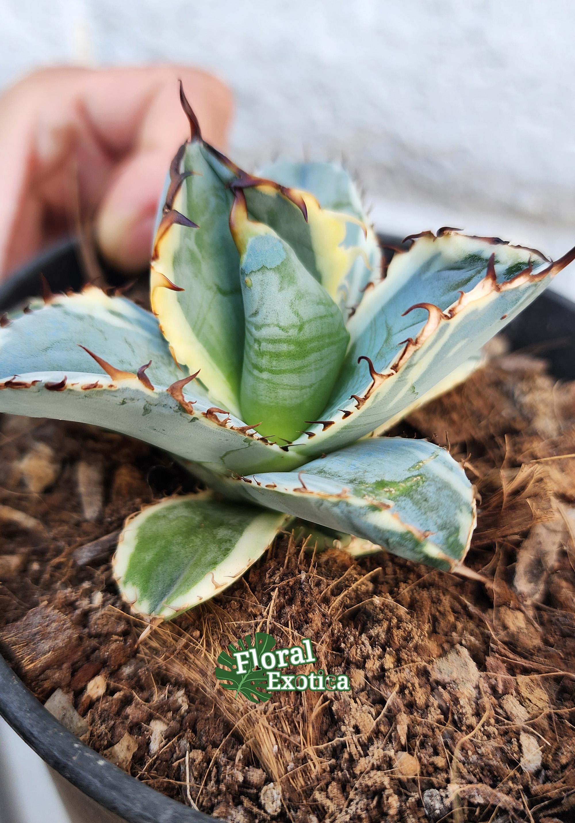 『2年保証』 Black Titanota Variegated Alba and ブルー チタノタ - Blue アガベ