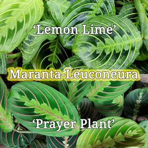Maranta Leuconeura - &#39;Lemon Lime / Marisela&#39; - &#39;Prayer Plant&#39; Duo Red and Green - Lush Plants