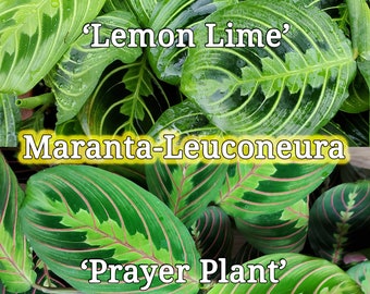Maranta Leuconeura - &#39;Lemon Lime / Marisela&#39; - &#39;Prayer Plant&#39; Duo Red and Green - Lush Plants