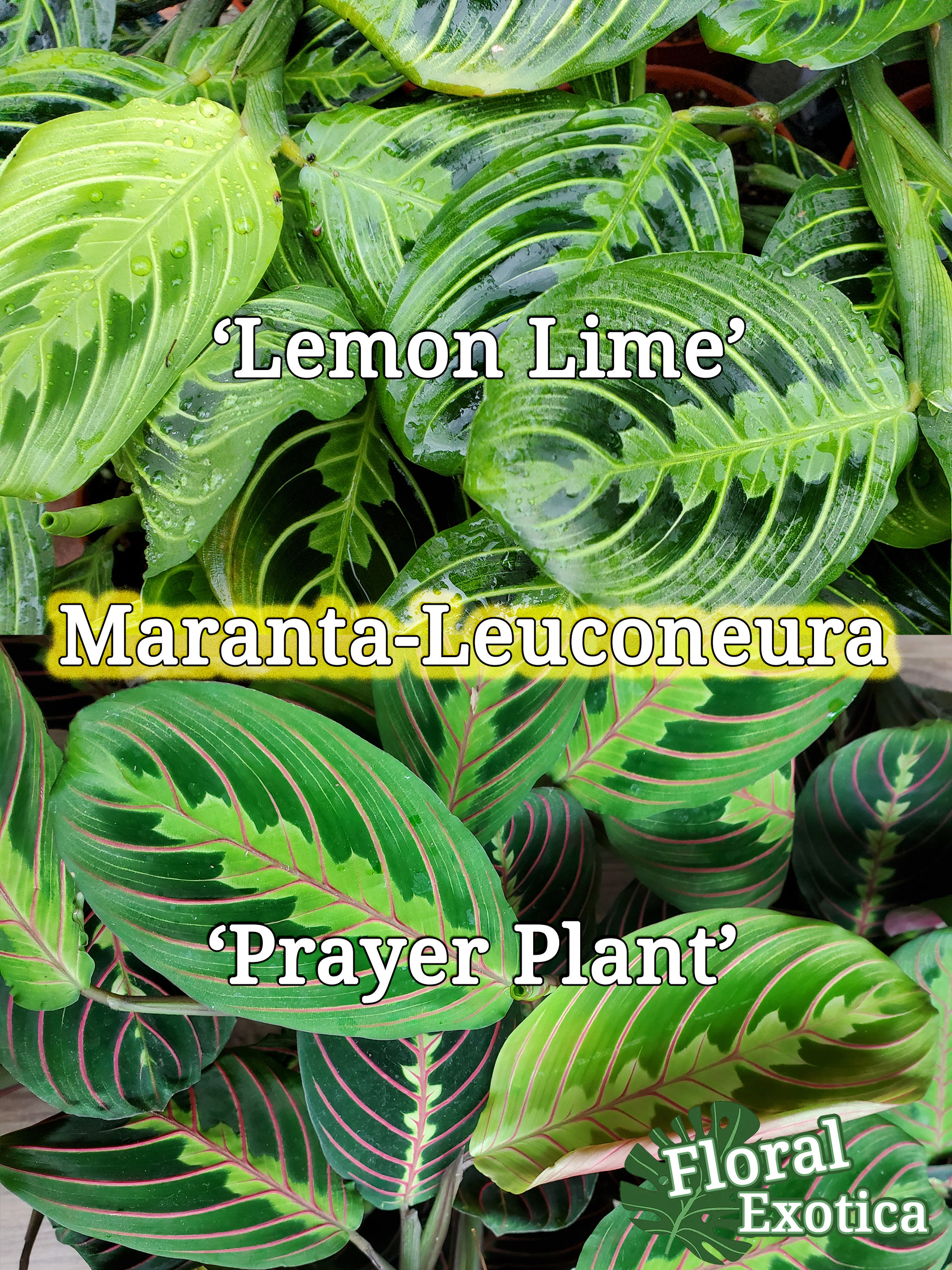 Maranta Leuconeura Lemon Lime Marisela Etsy Maranta Leuconeura Lemon Lime Marisela Etsy