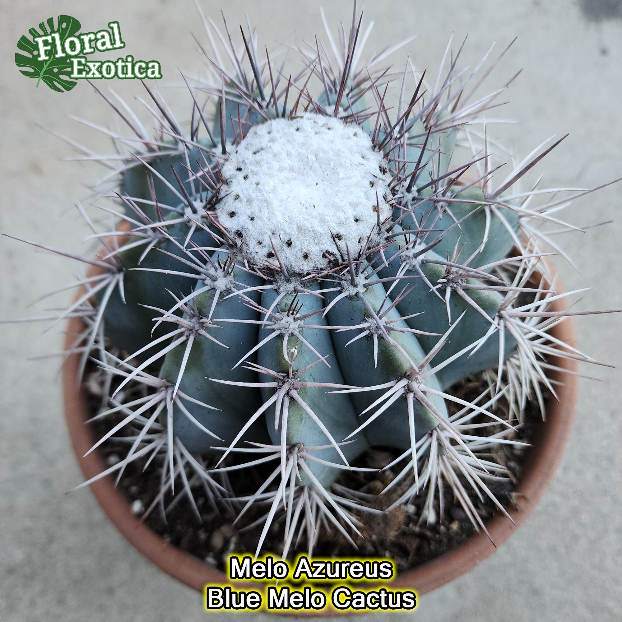 Melo Cactus Azure  Turk's Cap, Blooming Specimen - Collector Cactus - Etsy
