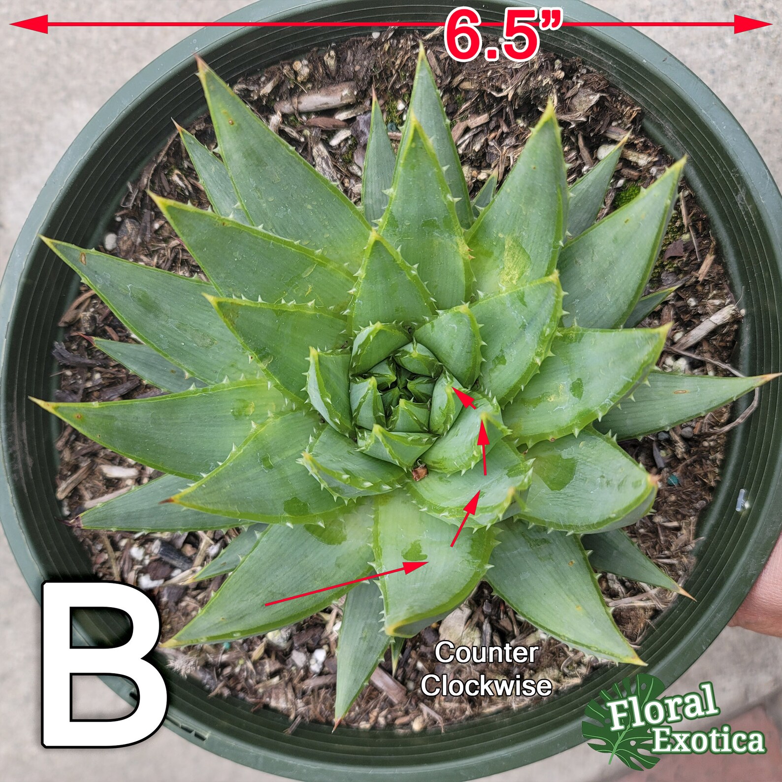 Aloe Polyphylla Live Plant Not Seeds Clockwise or Etsy