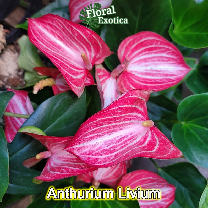 Anthurium Livium - Thumbnail 4