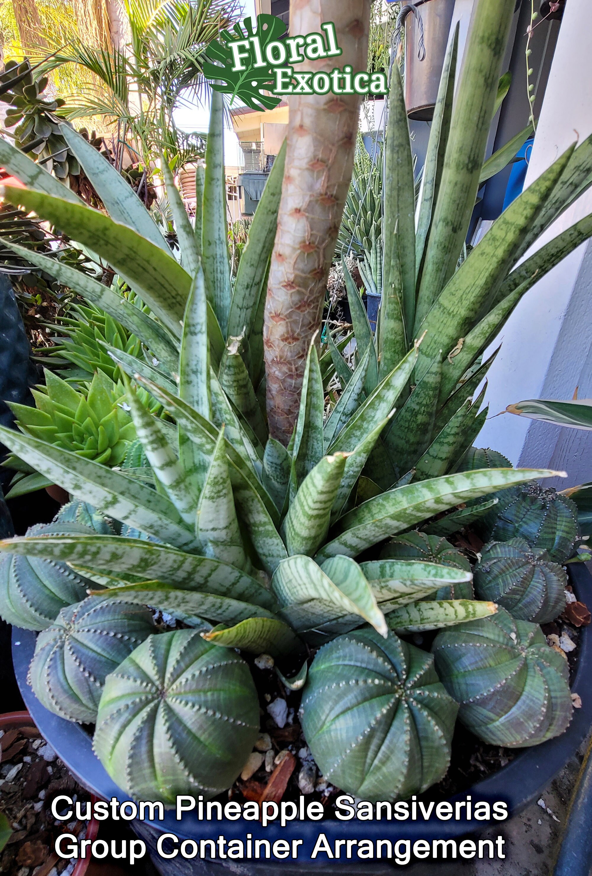 Pineapple Sansevieria - Compact Indoor Ornamental Houseplant - Etsy