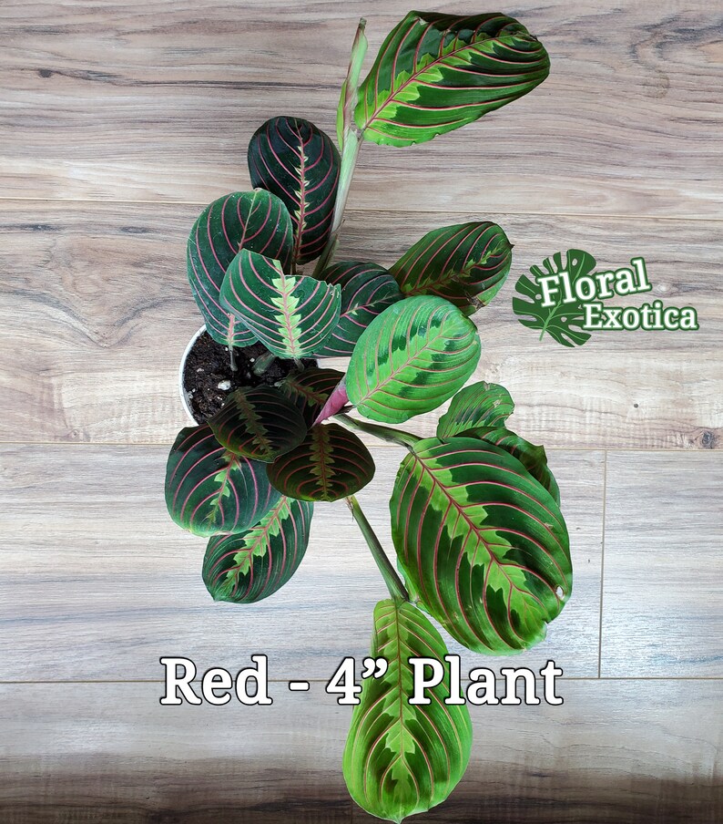 Maranta Roxa Maranta Leuconeura - 'lemon Lime / Marisela' - 'prayer Plant' Duo Red ...