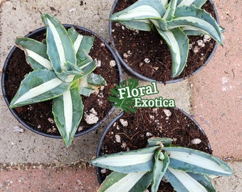 Swirly Agave Mediopicta Alba Sport: Rare Compact Tornado Agave - Etsy