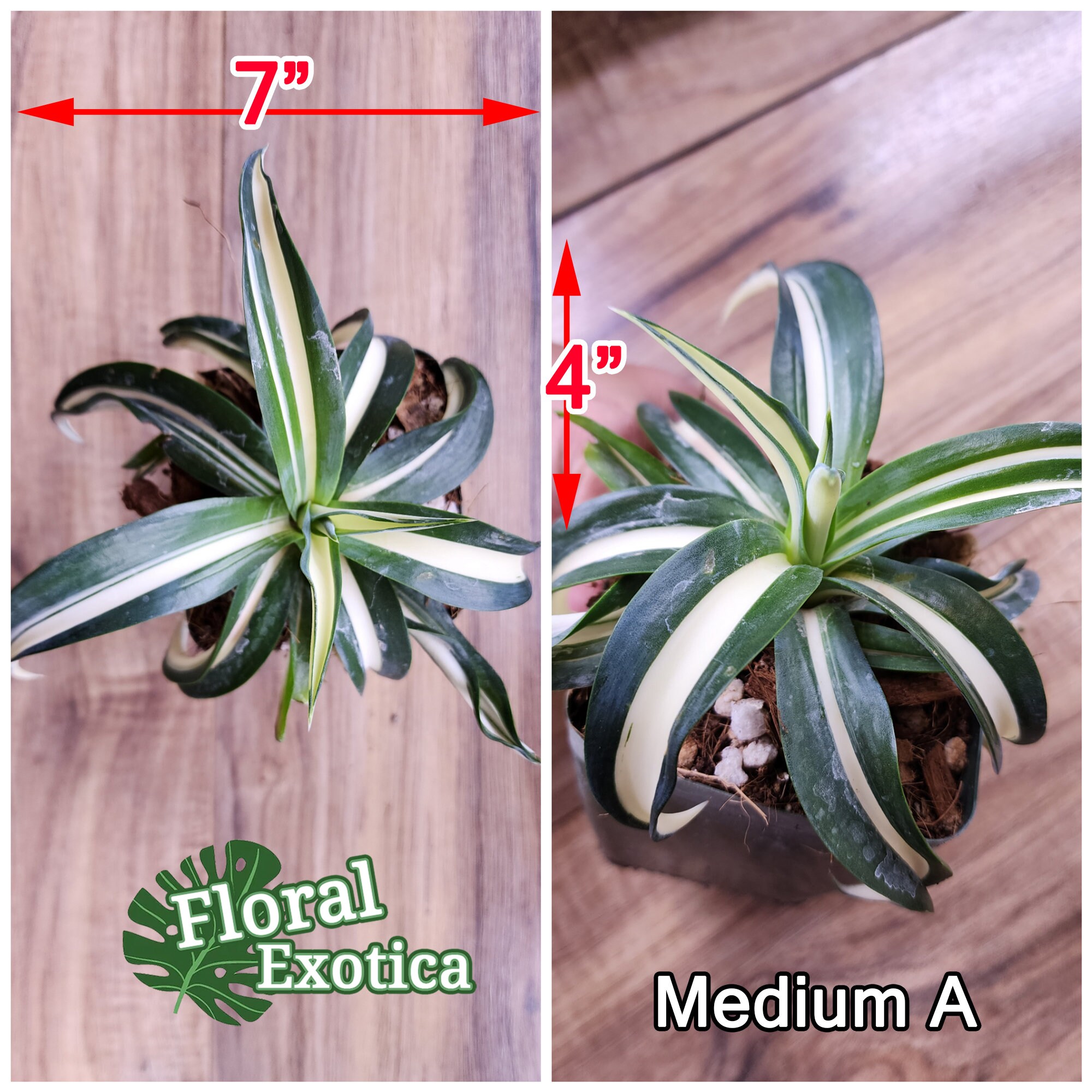 アガベ デスメティアナ 'merge teeth' / クロコダイル アガベ デスメ