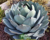 Agave Parryi Truncata - アガベ パリー トルンカータ トランカータ