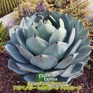 Agave Parryi Truncata - アガベ パリー トルンカータ トランカータ - 龍舌蘭専門店 - Specialty Agave Shop - US Stock - 植物検疫証明書付きで出荷