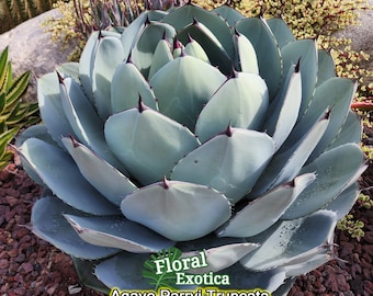 Agave Parryi Truncata - アガベ パリー トルンカータ