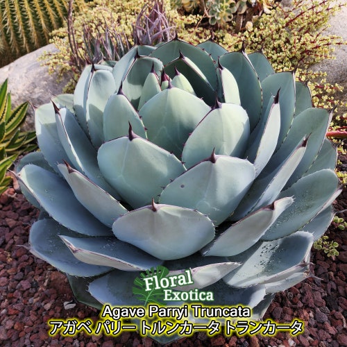 Agave Parryi Truncata - アガベ パリー トルンカータ トランカータ