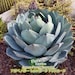 see more listings in the Agaves section