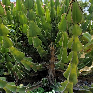 Euphorbia Cooperi  - Spade Shaped Euphorbia - Rare Collector Euphorbia - African Candelabra - Free Shipping