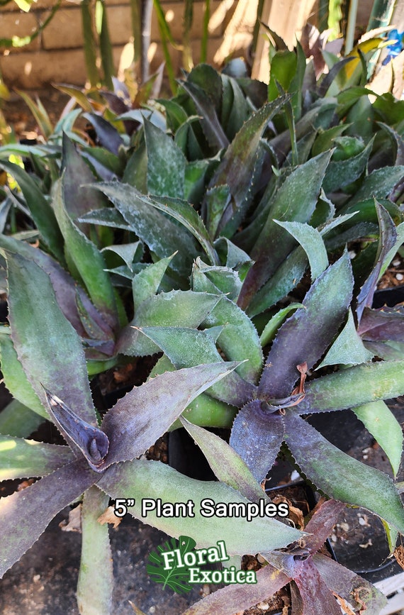 Night Owl Mangave: Dark Purple Hybrid Collectible Plant - Etsy