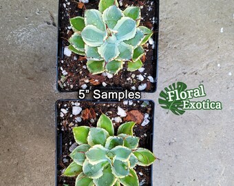 Agave Applanata 
