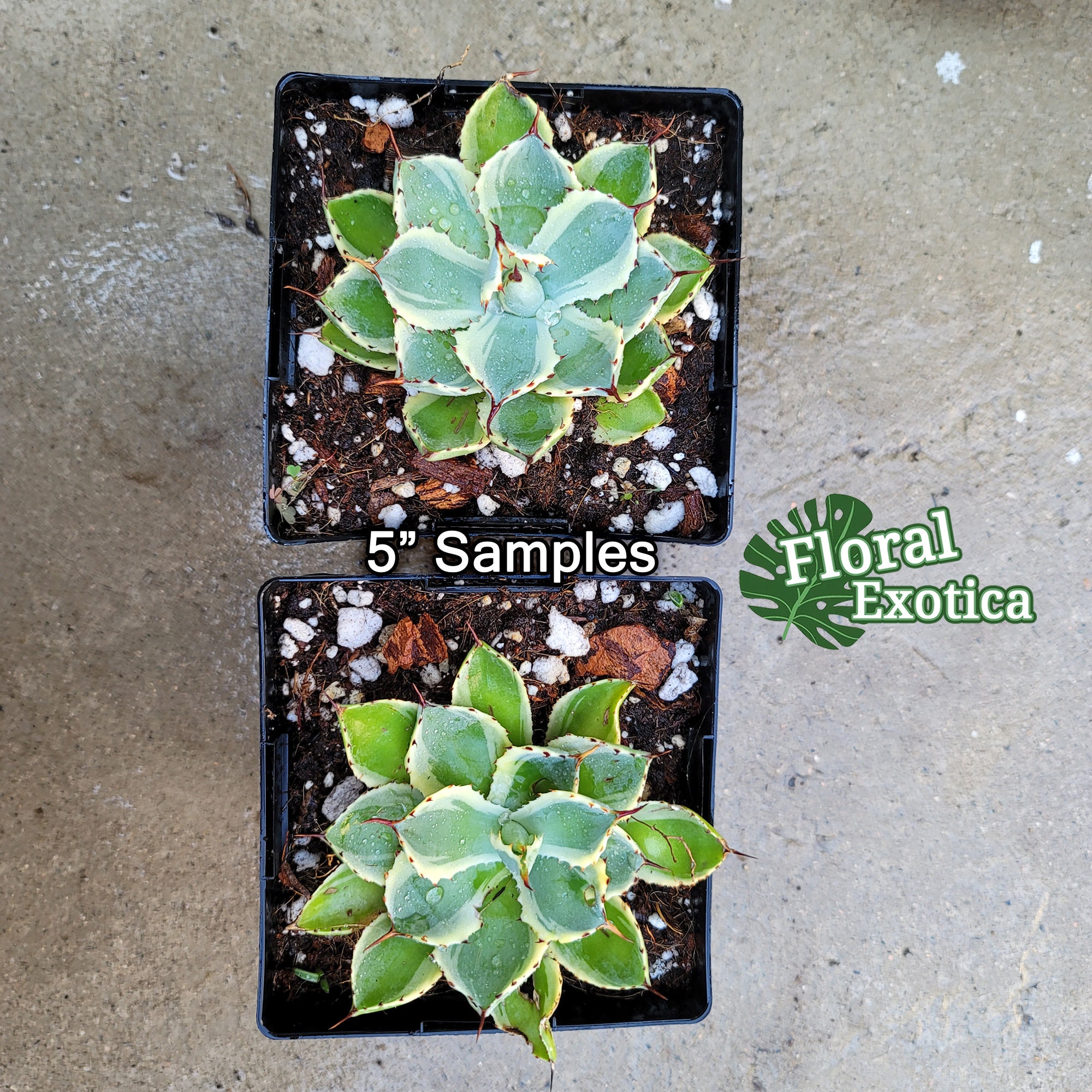 Agave Applanata 