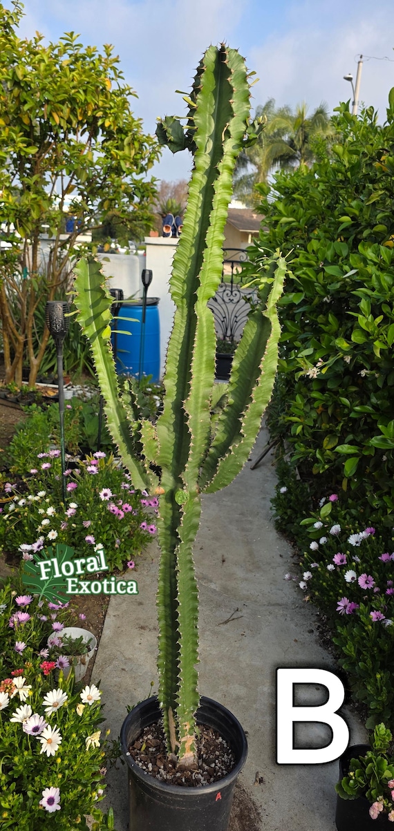 Euphorbia Ammak - Armed Cactus Sculpture - Architectural Cactus - African  Candelabra - Etsy.de
