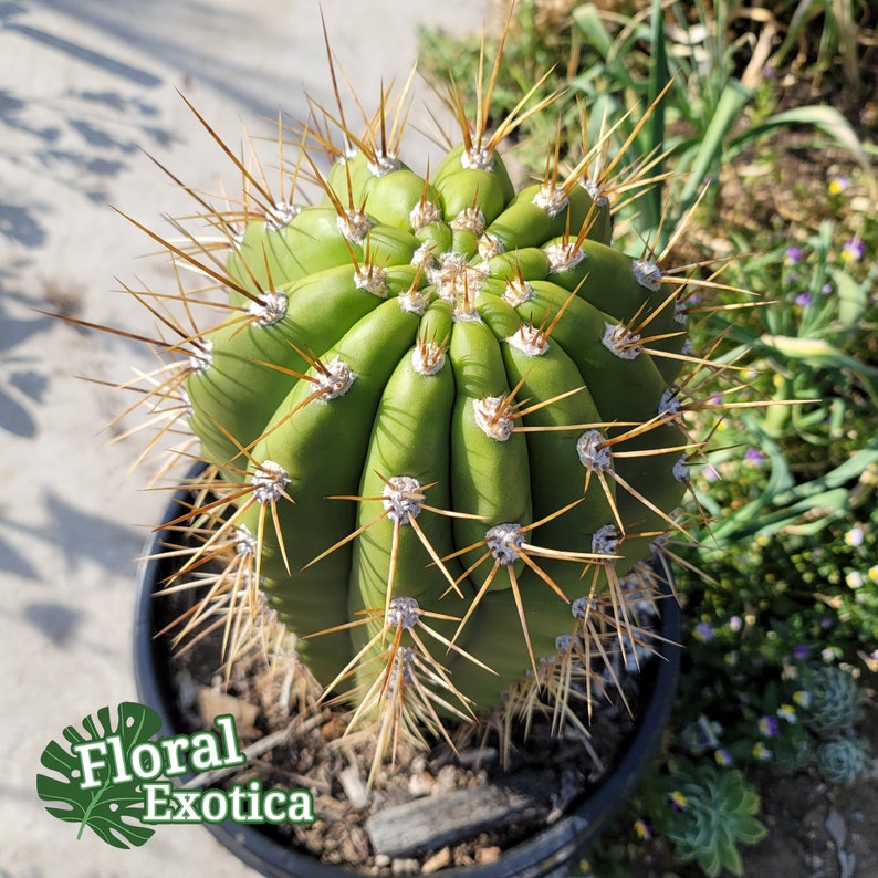 Trichocereus Terscheckii Argentine Saguaro Cardon Grande Cactus Tall Branching Columnar Cactus image 4