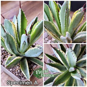 Agave Potatorum Cubic Alba Variegated アガベ ポタトラム キュービック錦 希少株 斑入り 希少植物 Rare 龍舌蘭専門店 Specialty Agave Shop US Stock 植物検疫証明書付きで出荷 A