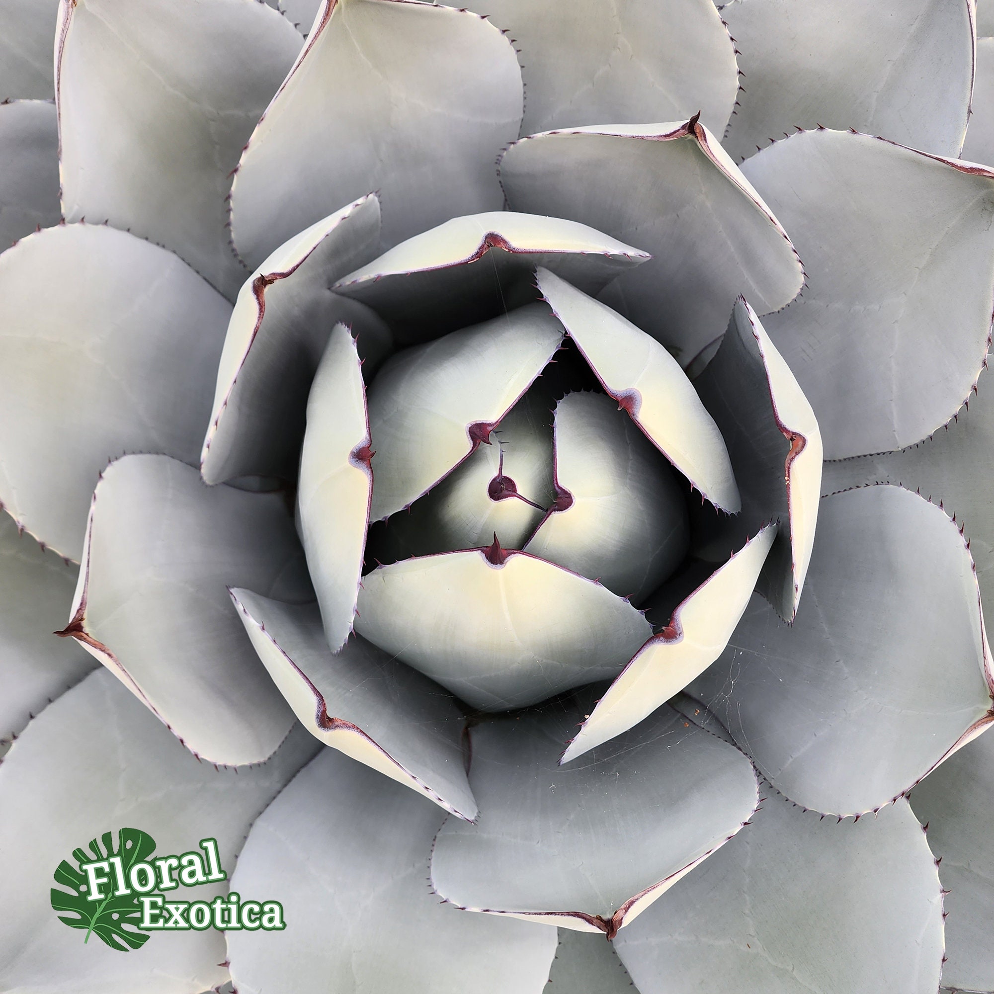 Agave Parryi Truncata - アガベ パリー トルンカータ トランカータ