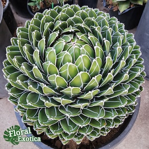 Agave Horrida Mediopicta Alba - アガベホリダメディオピクタ Agave Horrida Mediopicta Alba - アガベホリダメディオピクタ
