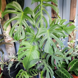 Monstera Brazil - Etsy