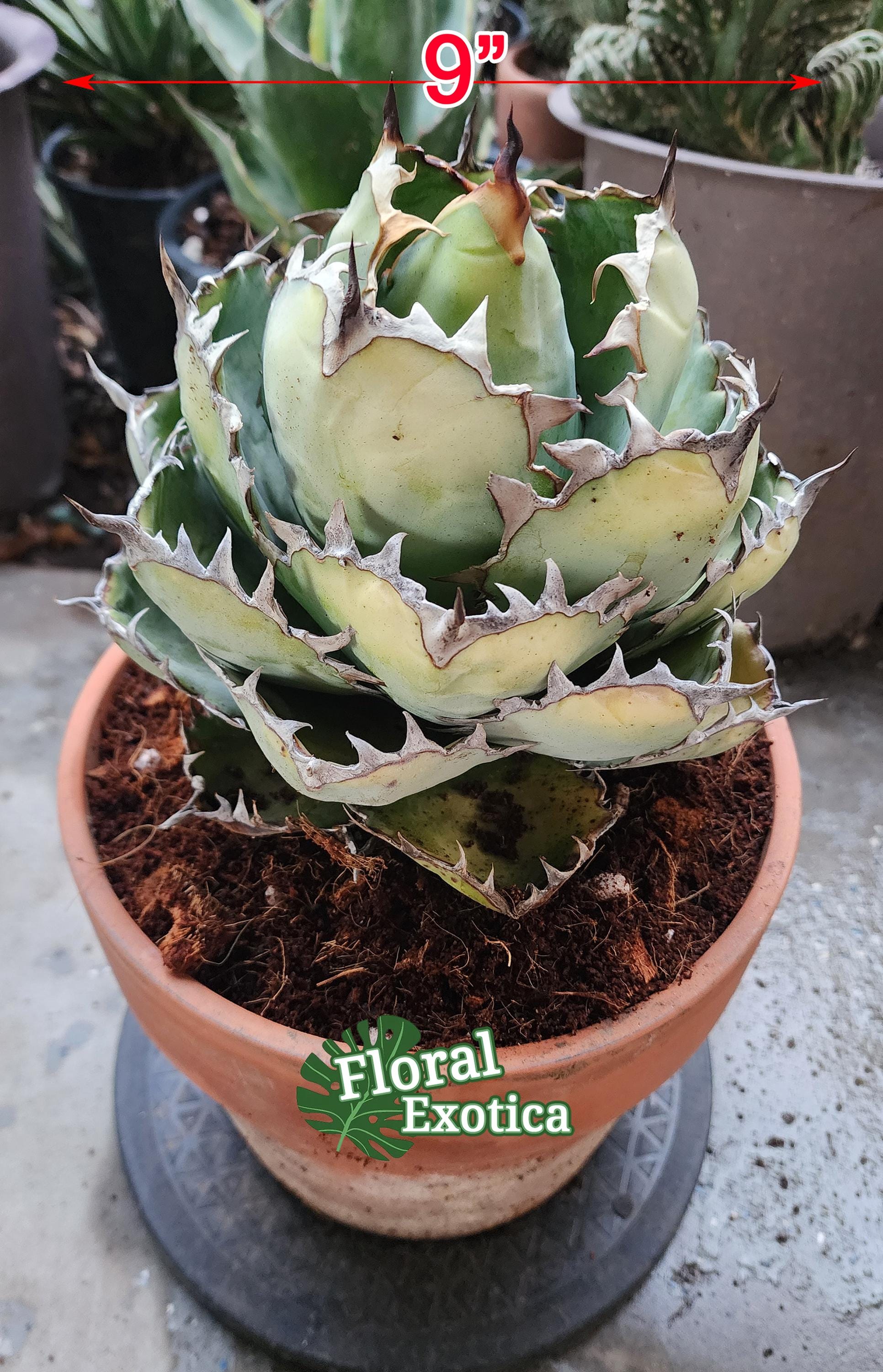 hp 22 アガベ チタノタ fo76 ドワーフ w約12センチ  hp 16 アガベ チタノタ fo76 osp育成株 w約18cm hp 5 アガベ チタノタ fo76