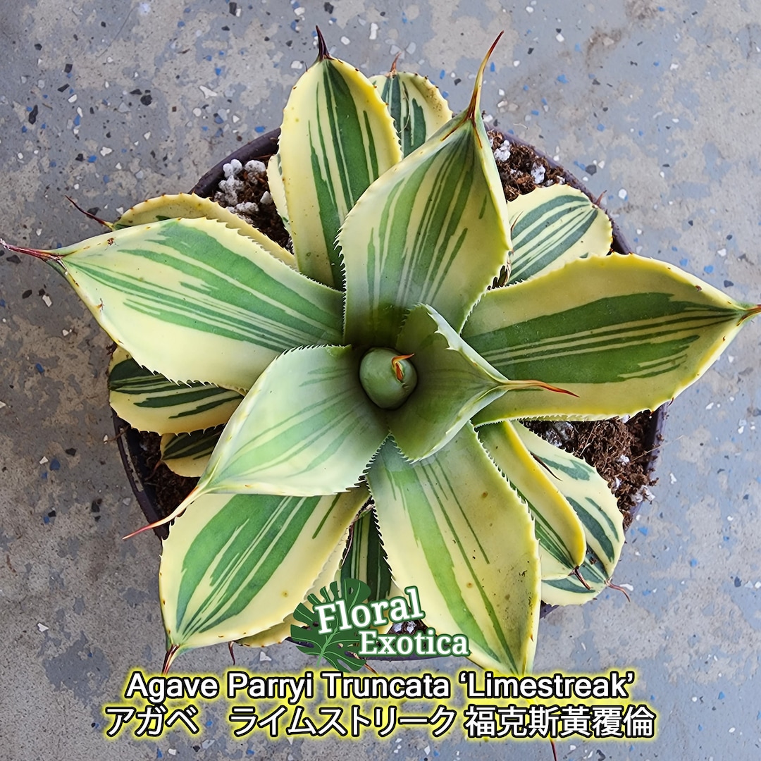 Agave Parryi Truncata 'Limestreak' - アガベ ライムストリーク