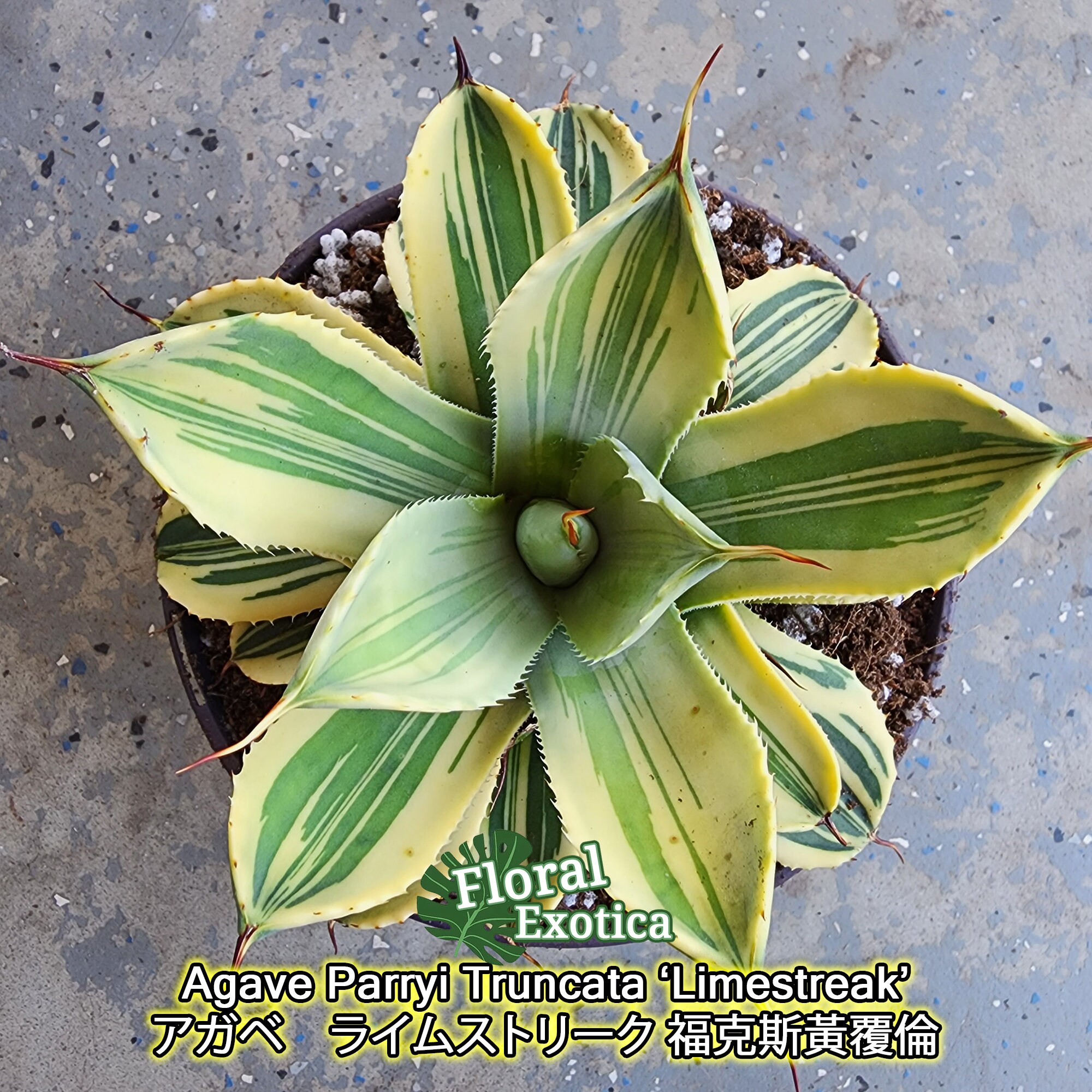 Agave Parryi Truncata 'Limestreak' - アガベ ライムストリーク Agave Parryi Truncata 'Limestreak' - アガベ ライムストリーク