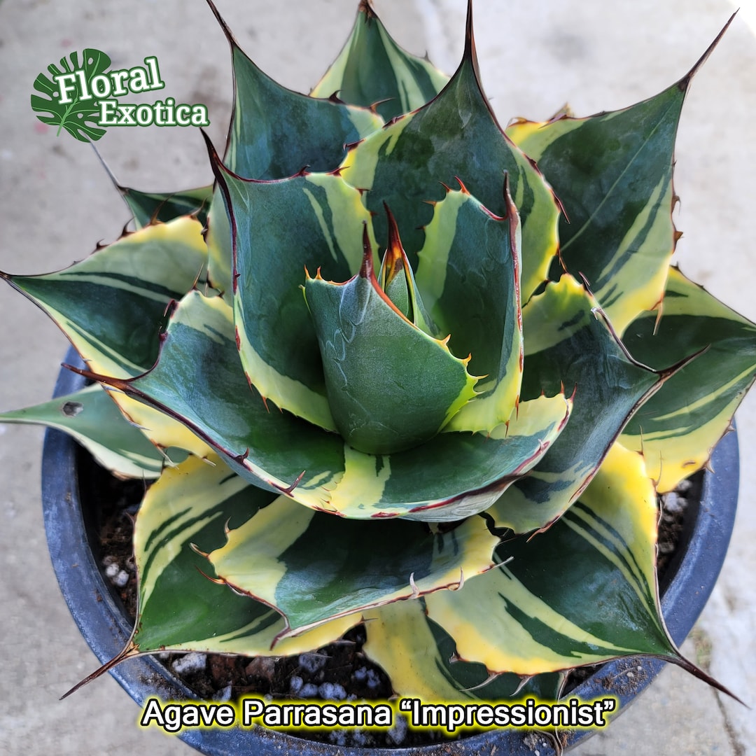 Variegated Agave Parrasana 