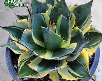 anthurium pink explosion Anthurium 'Rainbow Champion' 4