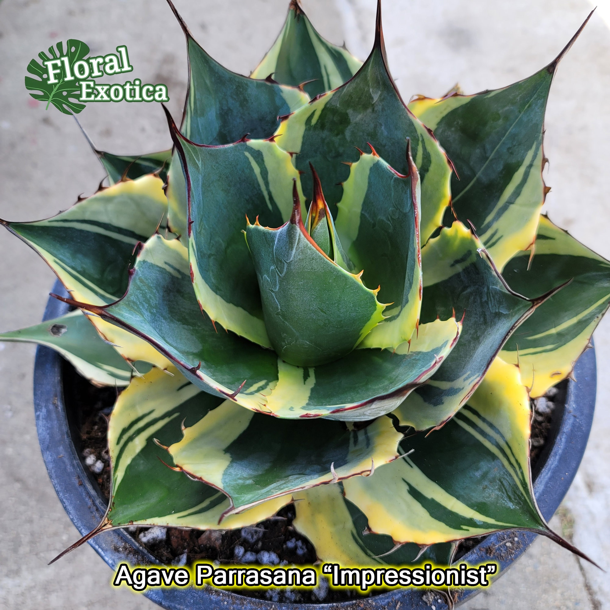 Variegated Agave Parrasana 