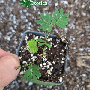 Touch Me Not Plant - Etsy